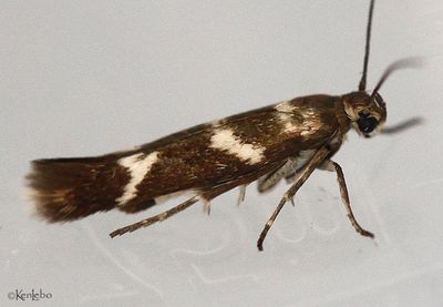 Banded Scythris Scythris trivinctella #1678