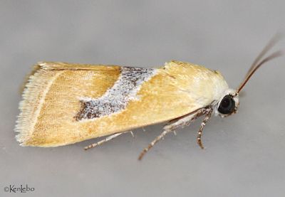 Ponometia venustula #9087