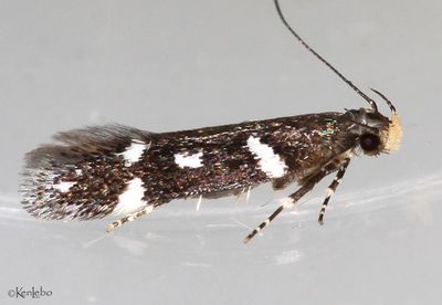 Chionodes munifex #2095.9