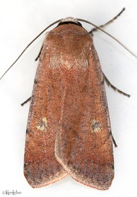 moths 8 Darts 9873 - 11233