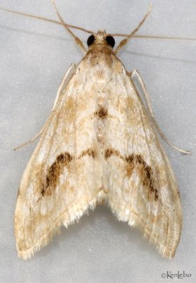 moths 3 Pyralids 4618 - 6075