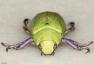 Beyer's Jewel Scarab Chrysina beyeri