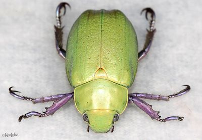 Beyer's Jewel Scarab Chrysina beyeri