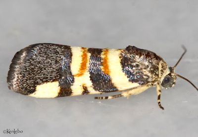 IMG_6359wp.jpg Spragueia funeralis #9129