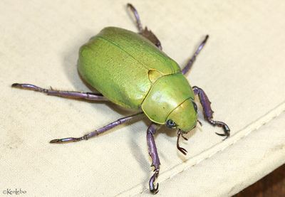beetles