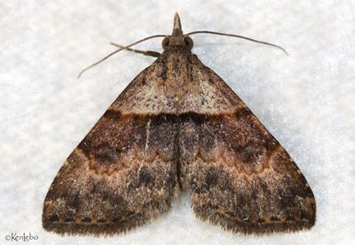 Nychioptera basipallida #8406