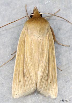 Neleucania praegracilis #10613