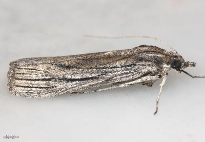 Cahela ponderosella #5977