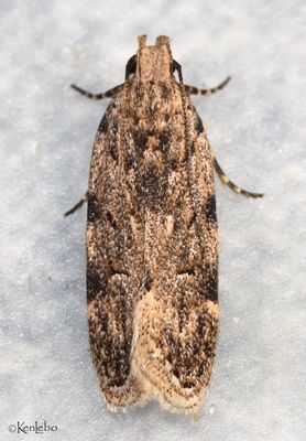 Mesquite Webworm Friseria cockerelli #1916