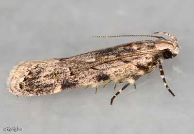Mesquite Webworm Friseria cockerelli #1916