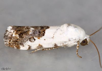 Ponometia phecolisca #9098