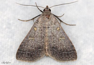 Bleptina flaviguttalis #8373