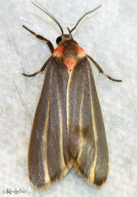 Haematomis uniformis #8093