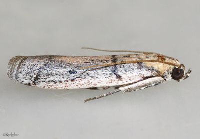 Anderida sonorella #5933