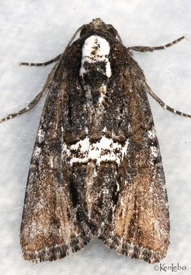Half-banded Bryolymnia Bryolymnia semifascia #9686