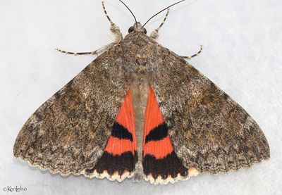 Joined Underwing Catocala junctura #8829