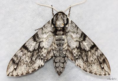 Sonora Sphinx Ceratomia sonorensis #7788