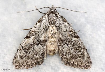 Meganola dentata #8986