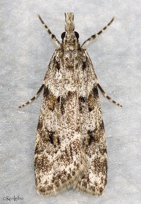 Scoparia normalis #4710