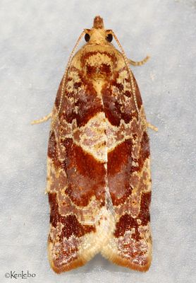 Argyrotaenia montezumae #3598