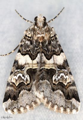 Drasteria sabulosa #8623