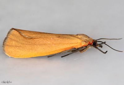 Virbia ostenta #8116