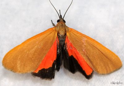 Virbia ostenta #8116