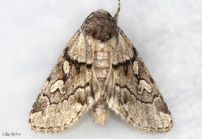 Cosmia elisae #9814.1