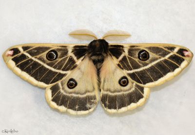 Agapema homogena #7756