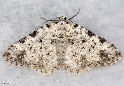 Perizoma costiguttata #7325