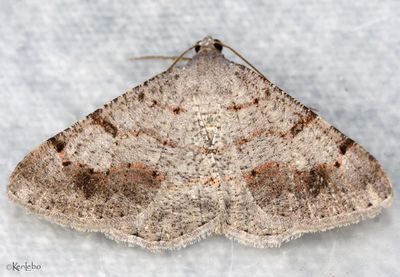 Digrammia yavapai #6393