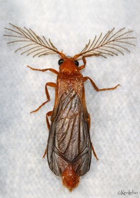 beetles