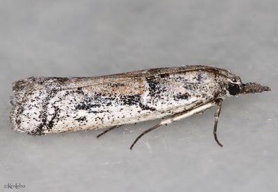 Rostrolaetilia texanella #5962