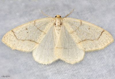 moths 4 Geometers 6076 - 7181