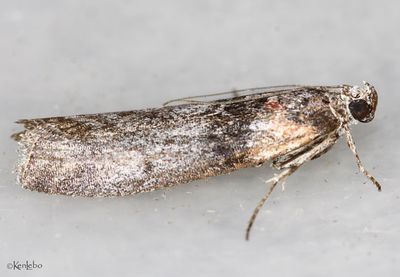 Sciota inconditella #5795