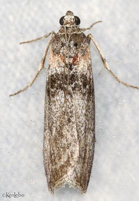 Sciota inconditella #5795