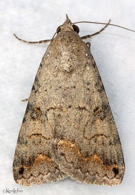 Bulia deducta #8614
