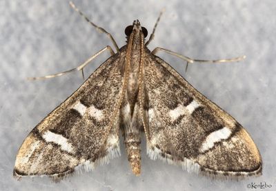 Desmia desmialis #5168