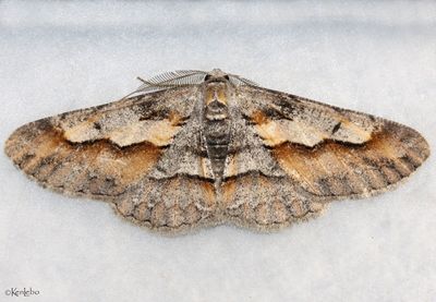 moths 4 Geometers 6076 - 7181