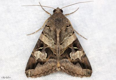 Indomitable Melipotis Melipotis indomita #8600