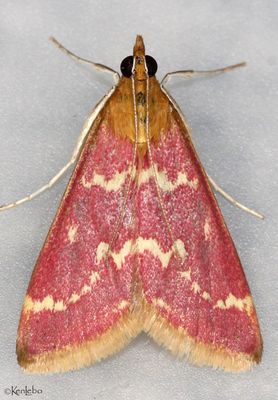 moths 3 Pyralids 4618 - 6075
