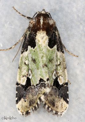 Bryolymnia marti #9685.1