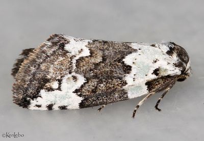 moths 6 Tussock 8033 - 8879