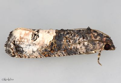 Ecdytolopha occidentana #3495.2