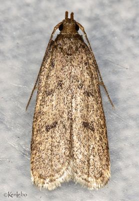 Glyphidocera septentrionella #1142