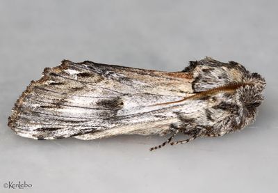 Ianassa perangulata #8016