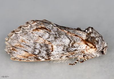 Macrurocampa dorothea #7976