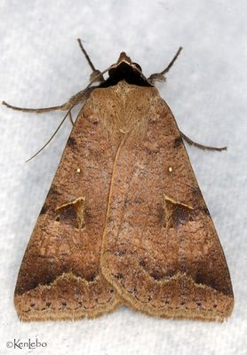Lygephila victoria #8563