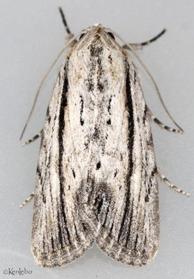 Catabenoides terminellus #10037