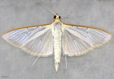 Four-spotted Palpita Palpita quadristigmalis #5218